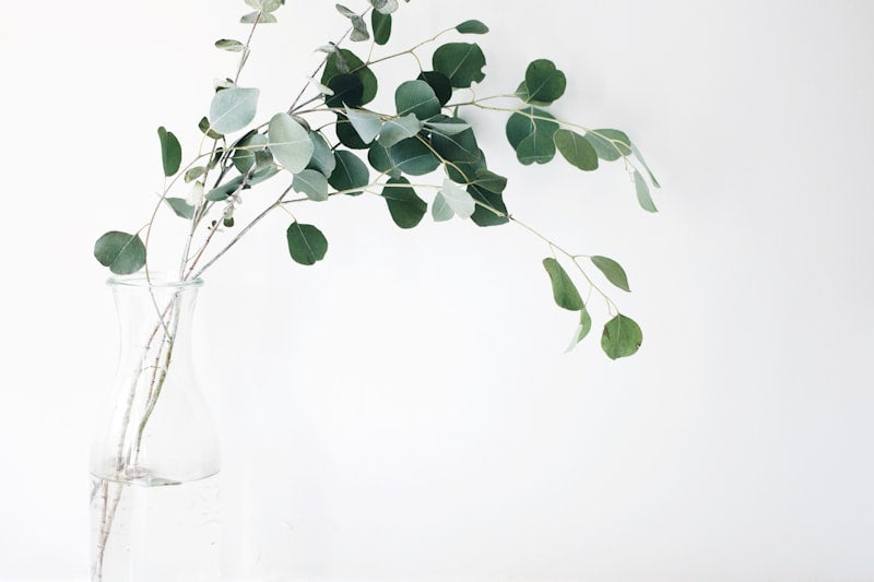 serraの植物成分イメージ